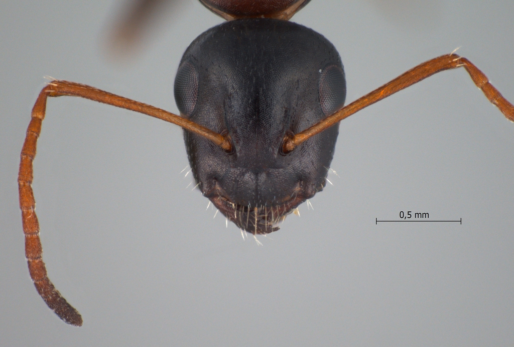 Foto Camponotus kurdistanicus Emery, 1898 frontal