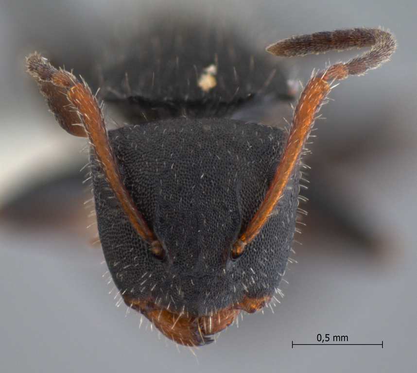 Foto Camponotus lasiselene Wang & Wu, 1994 frontal