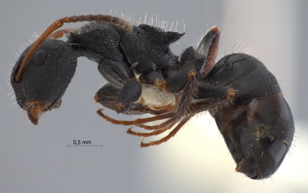 Foto Camponotus lasiselene Wang & Wu, 1994 lateral