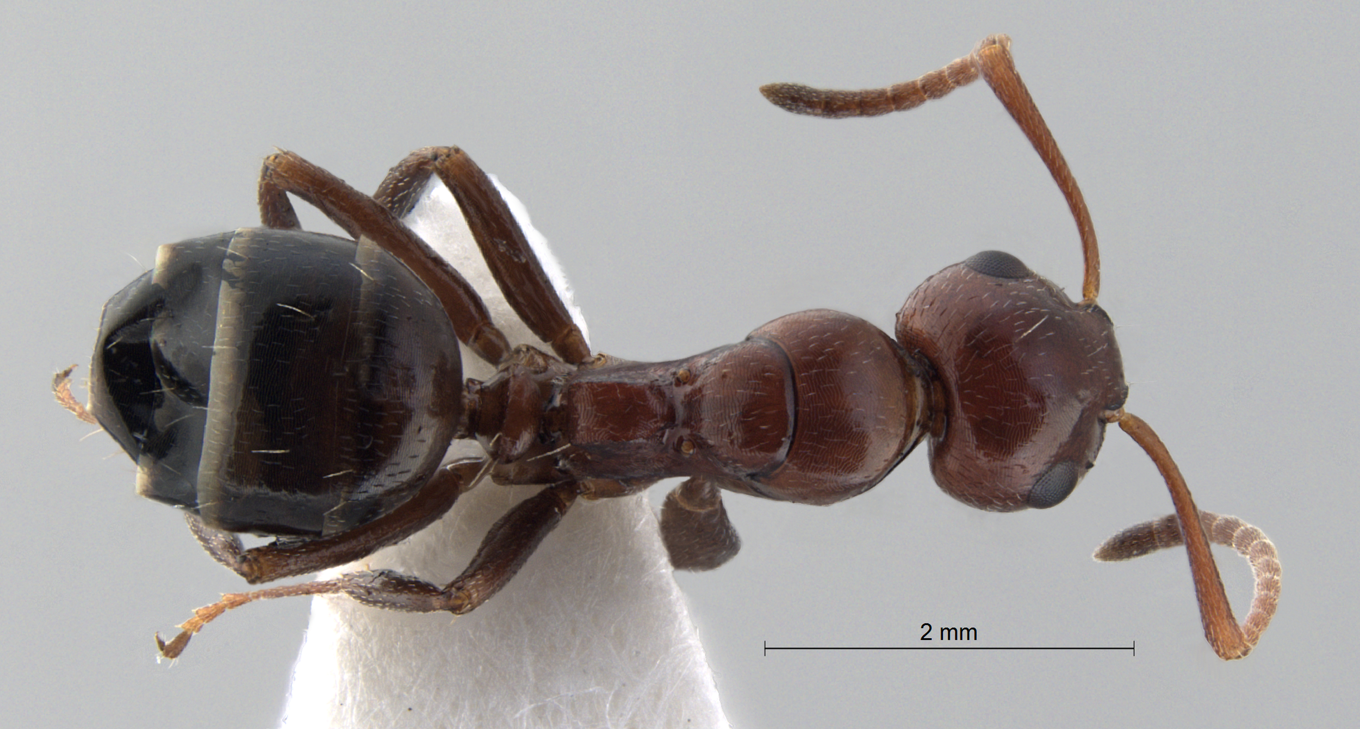 Foto Camponotus lateralis (Olivier, 1792) lateral