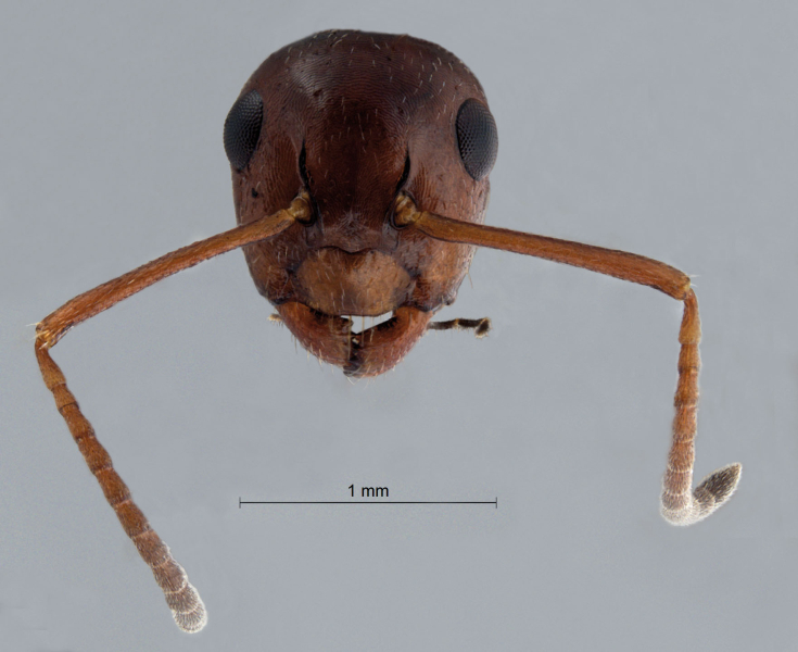 Camponotus lateralis (Olivier, 1792) frontal