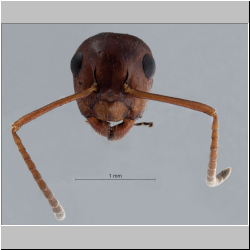 Camponotus lateralis (Olivier, 1792) frontal