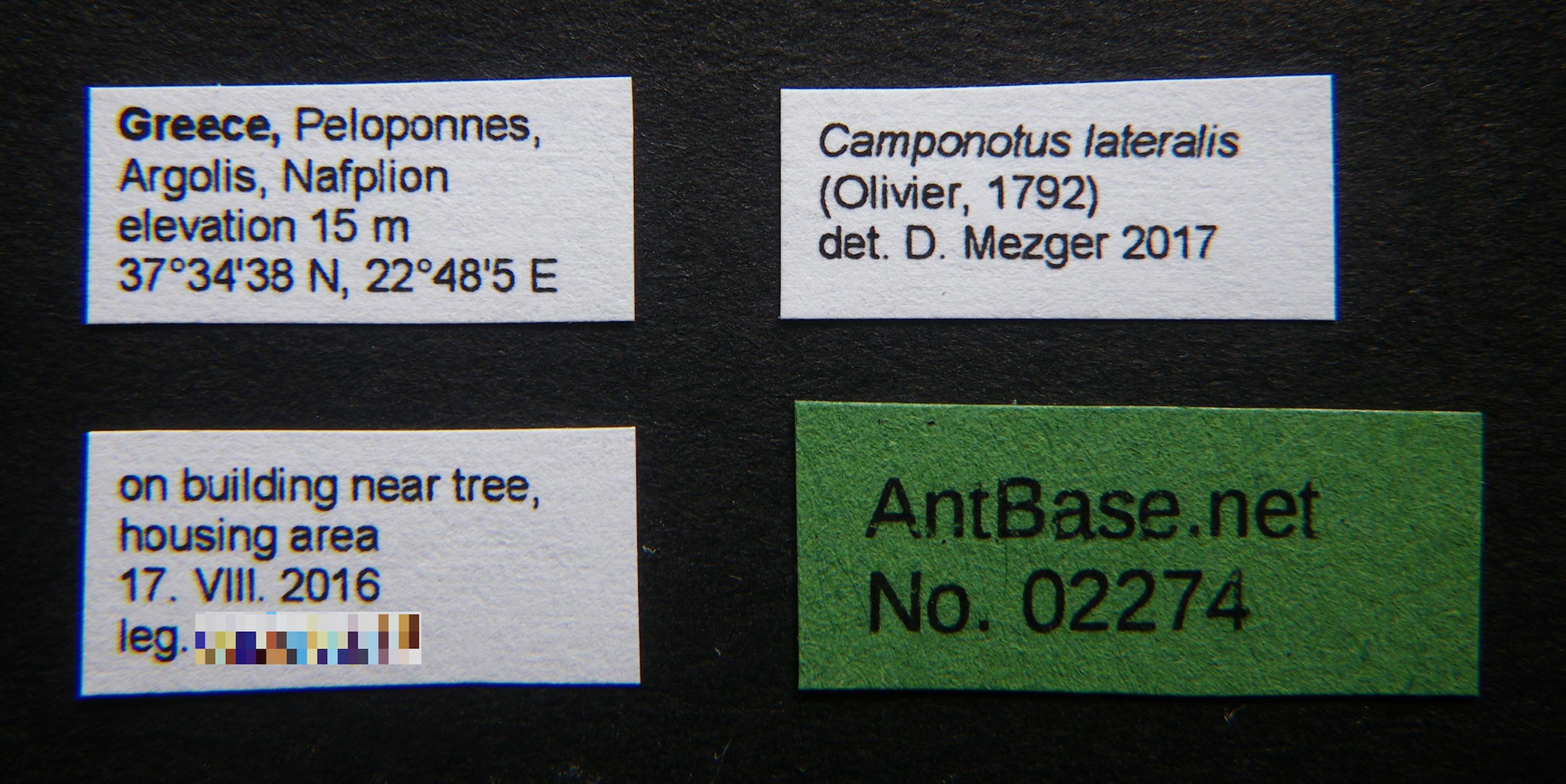 Foto Camponotus lateralis (Olivier, 1792) Label