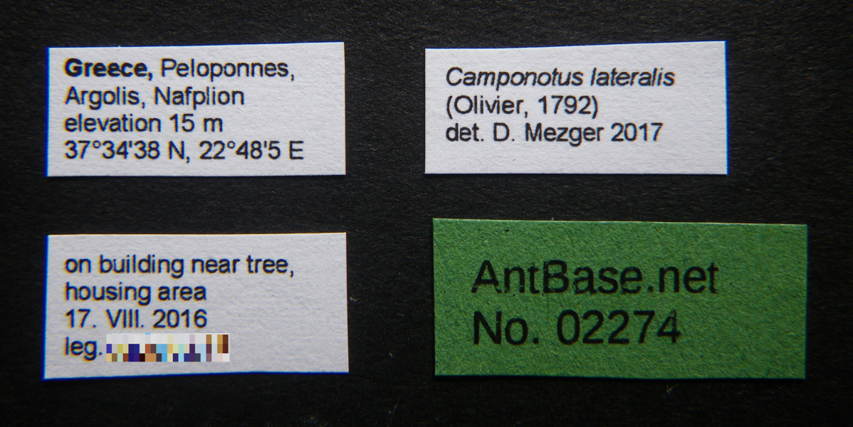 Camponotus lateralis (Olivier, 1792) Label