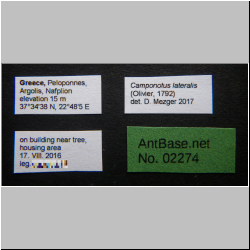 Camponotus lateralis (Olivier, 1792) Label