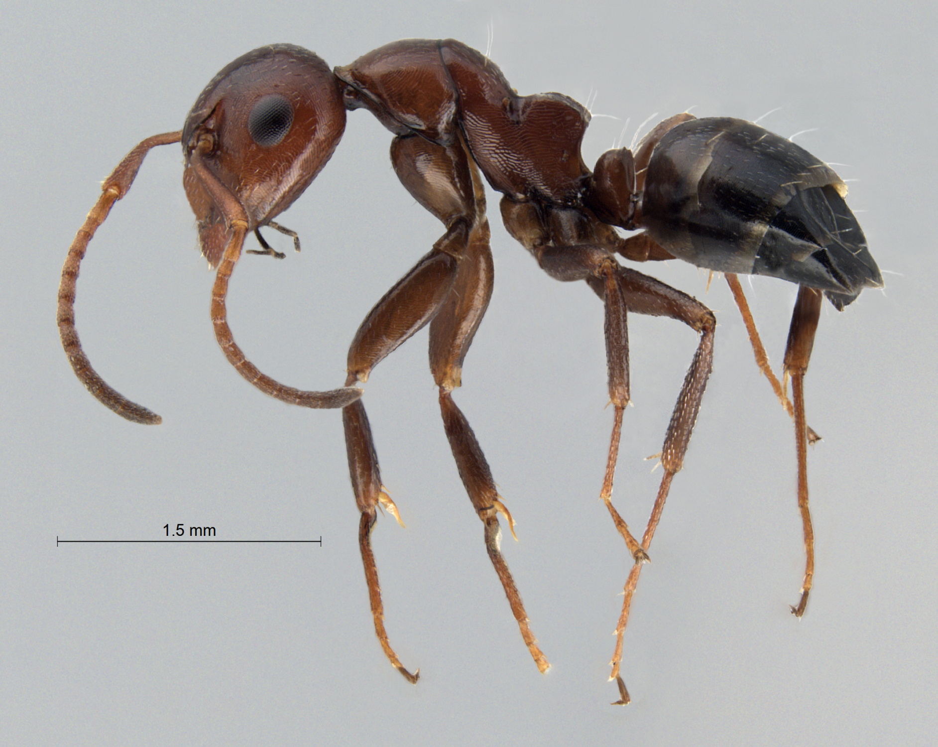 Foto Camponotus lateralis (Olivier, 1792) lateral