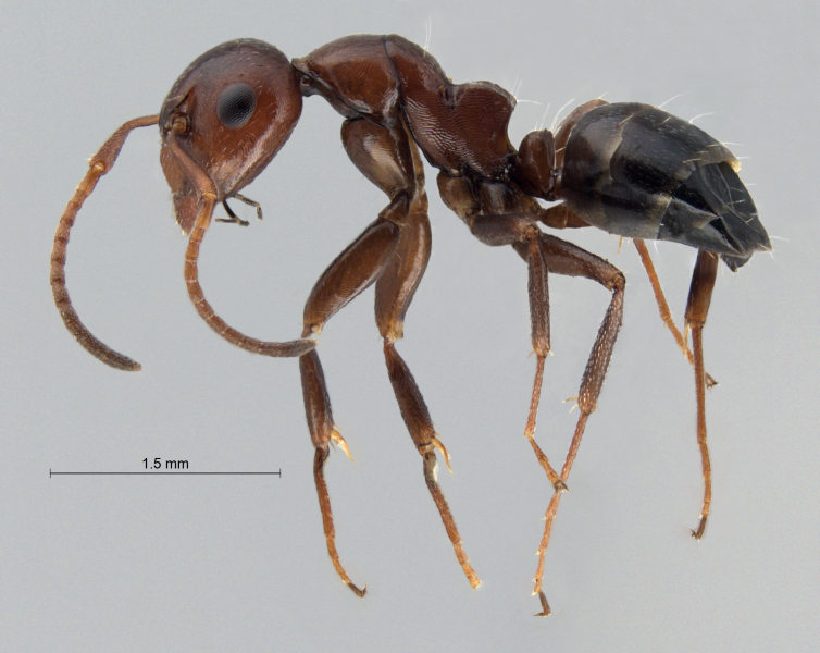 Camponotus lateralis (Olivier, 1792) lateral