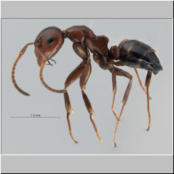 Camponotus lateralis (Olivier, 1792) lateral