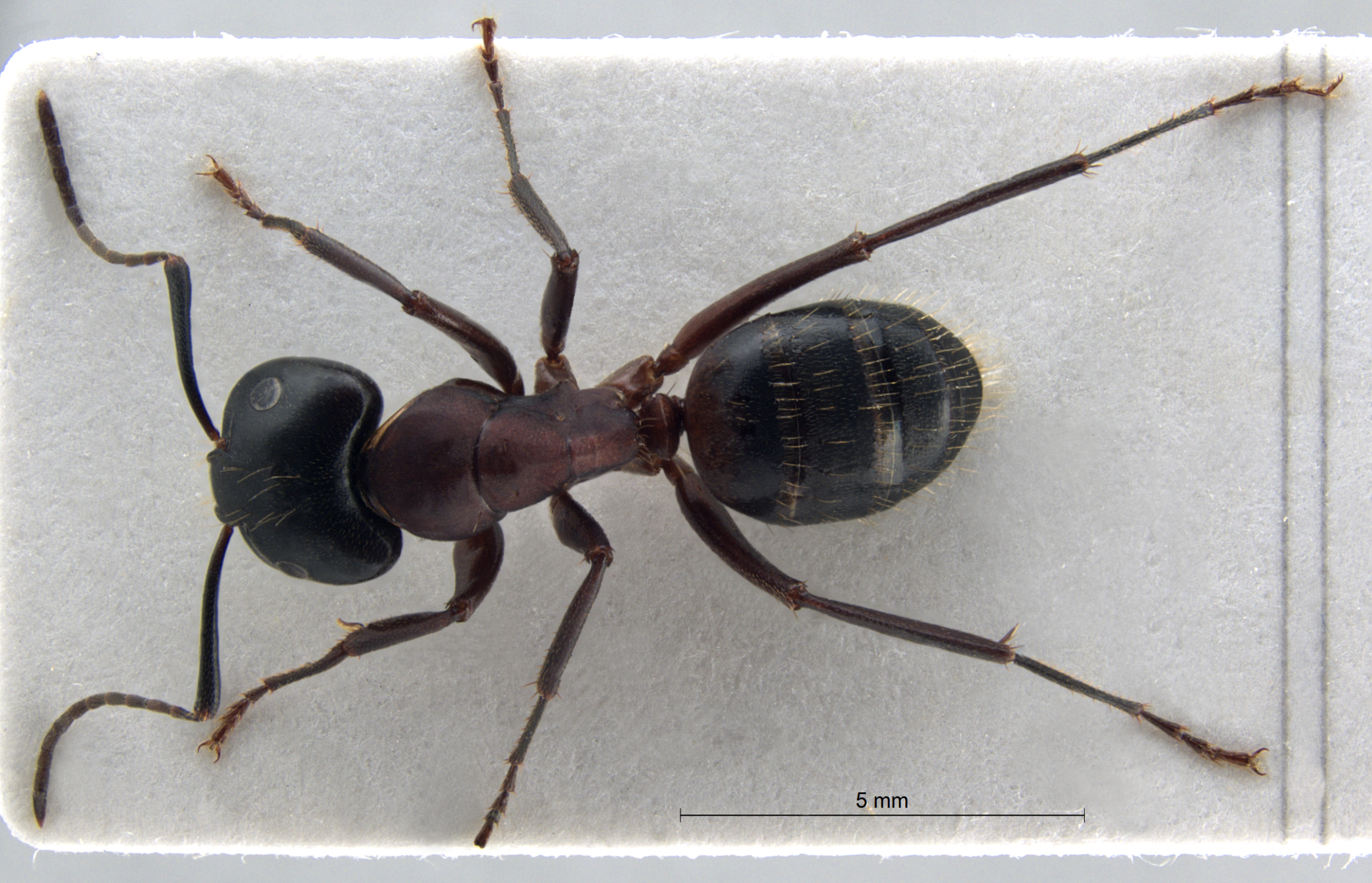 Foto Camponotus ligniperda dorsal
