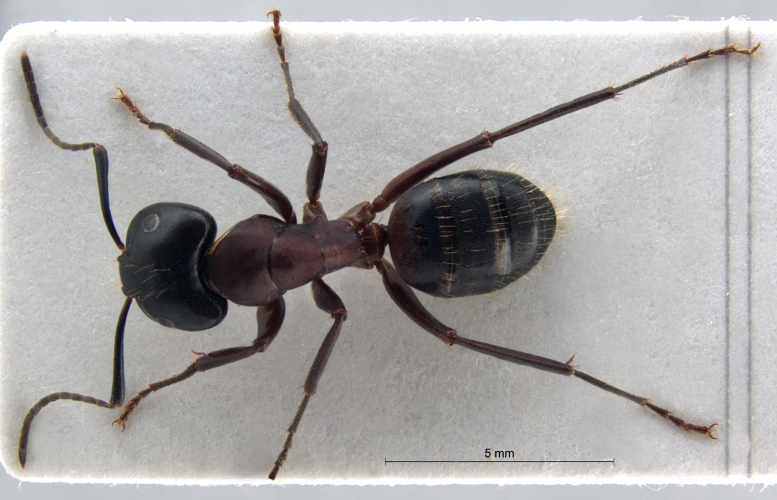 Camponotus ligniperda dorsal