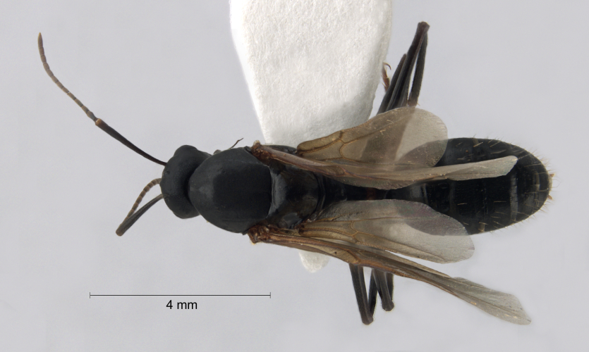 Camponotus ligniperda dorsal