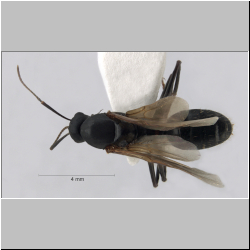 Camponotus ligniperda dorsal