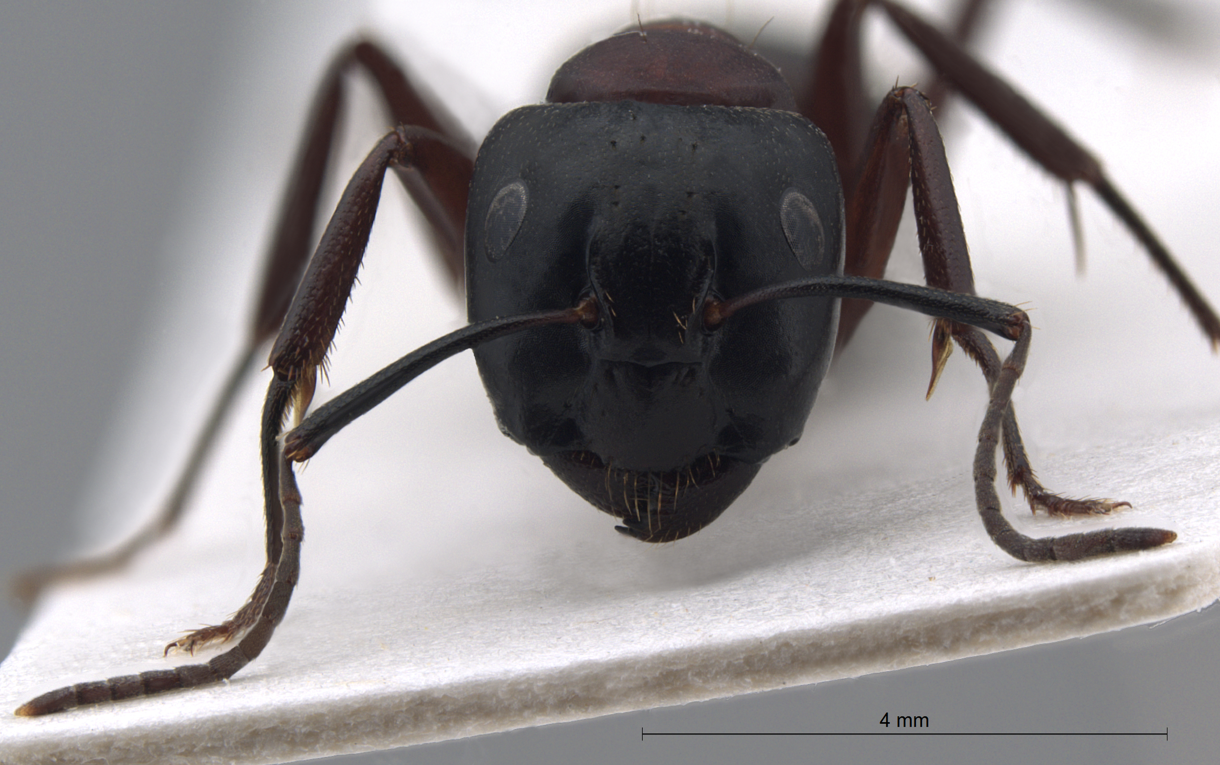 Foto Camponotus ligniperda frontal