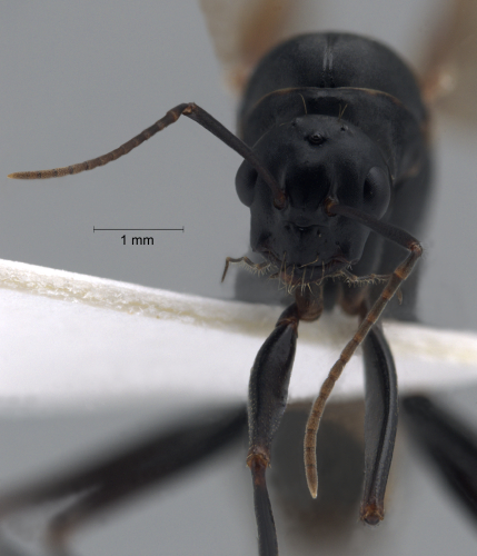 Camponotus ligniperda frontal