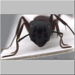 Camponotus ligniperda frontal