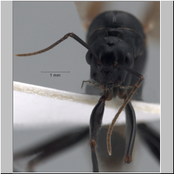 Camponotus ligniperda frontal