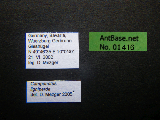 Foto Camponotus ligniperda Label