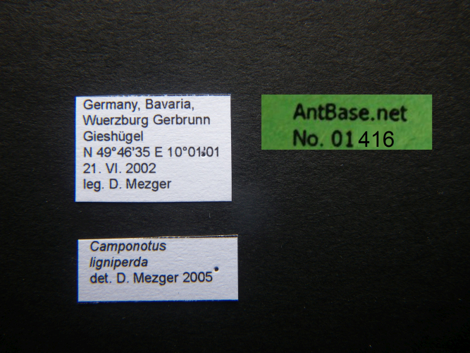 Camponotus ligniperda Label