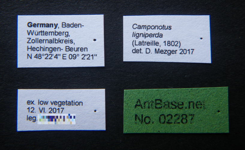 Camponotus ligniperda Label