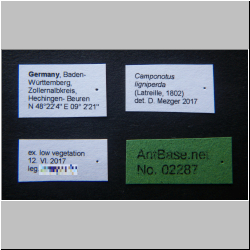 Camponotus ligniperda Label