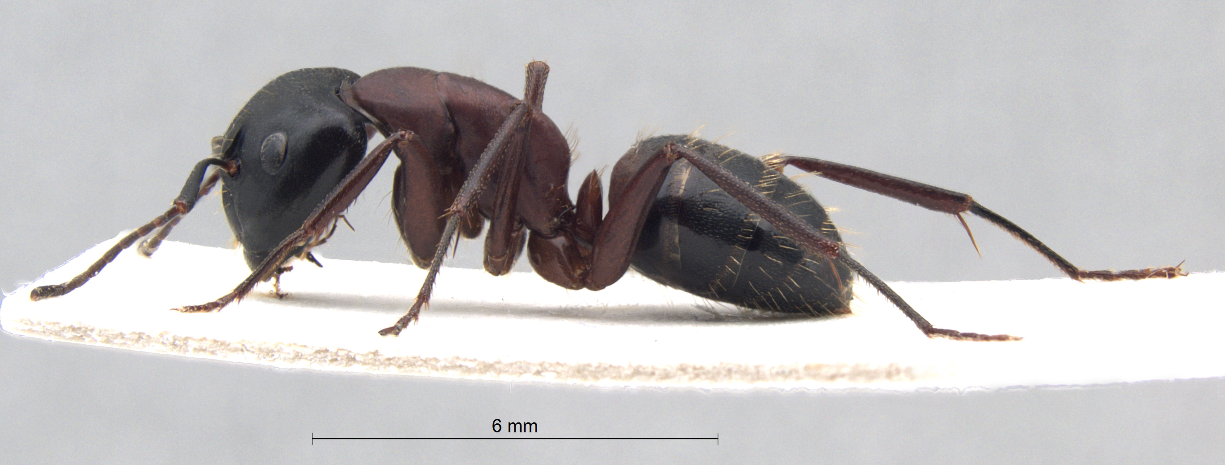 Foto Camponotus ligniperda lateral