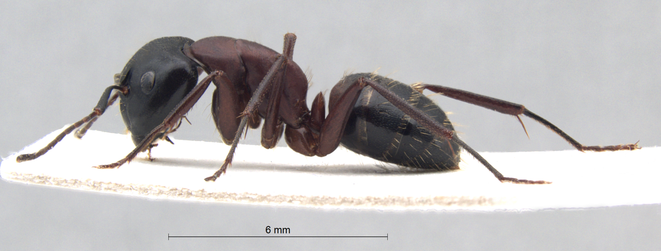 Camponotus ligniperda lateral