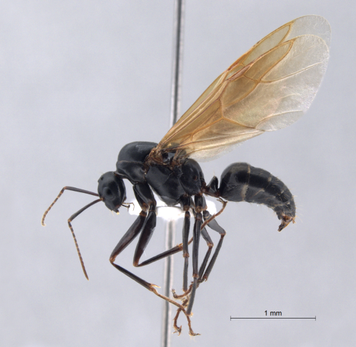 Camponotus ligniperda lateral