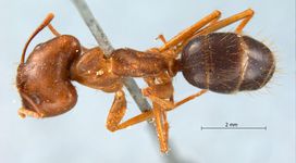 Camponotus irritans pallidus Smith, 1857 dorsal