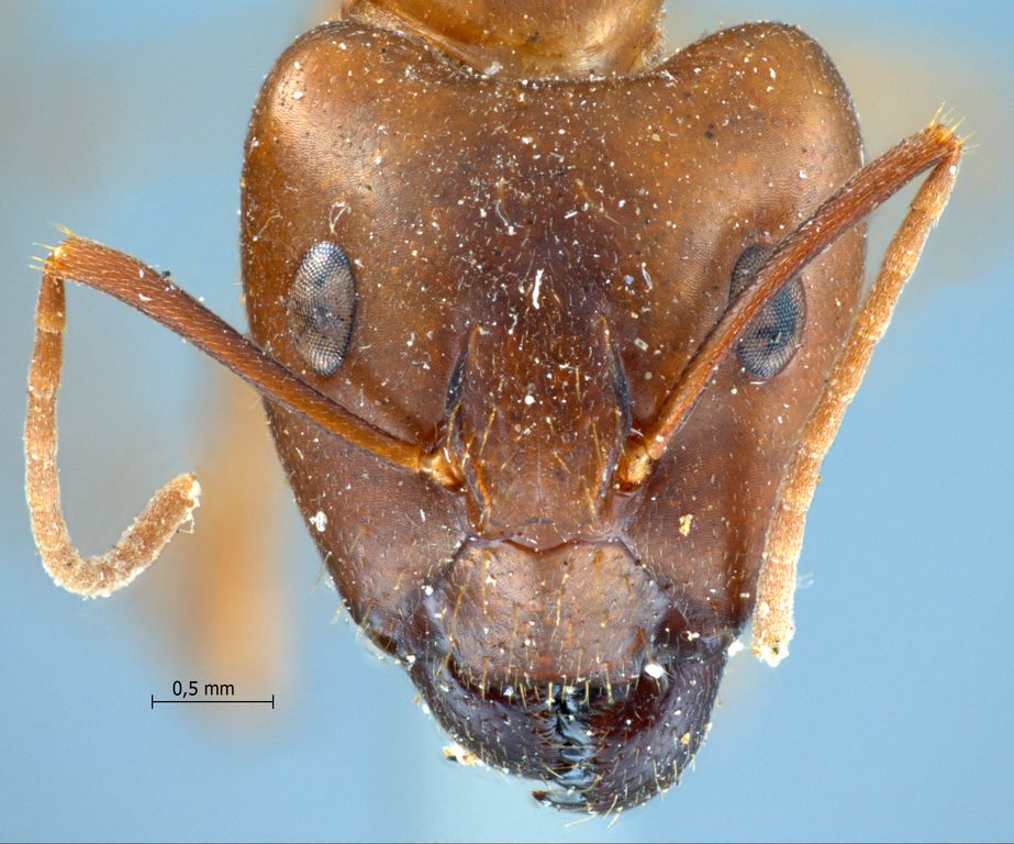 Foto Camponotus irritans pallidus Smith, 1857 frontal