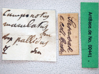 Camponotus irritans pallidus Smith, 1857 Label
