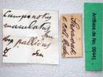 Camponotus irritans pallidus Smith, 1857 Label
