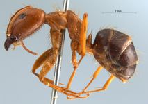 Camponotus irritans pallidus Smith, 1857 lateral