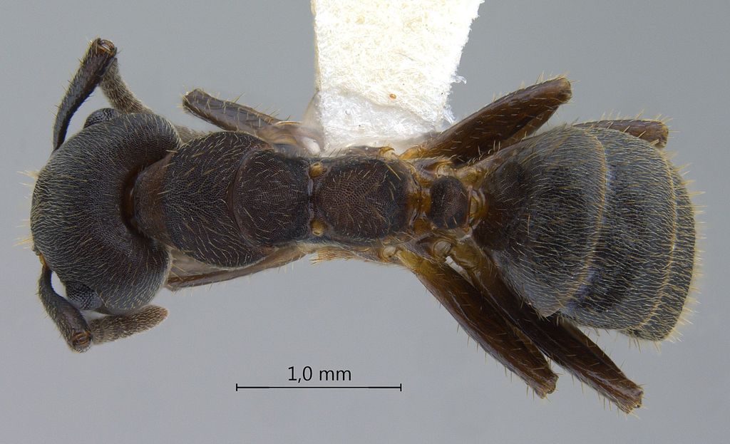 Foto Camponotus megalonyx Wheeler, 1919 dorsal
