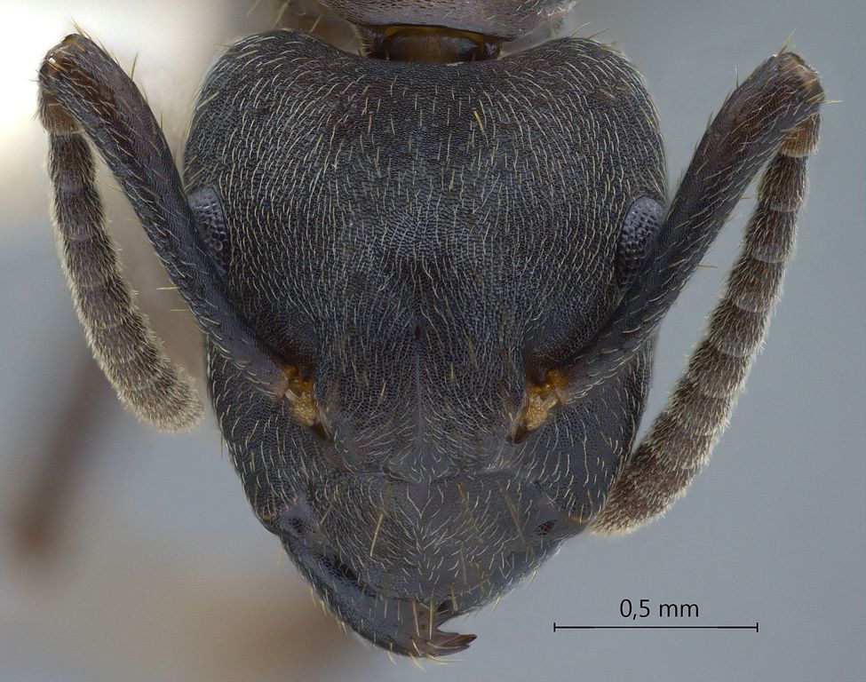 Foto Camponotus megalonyx Wheeler, 1919 frontal