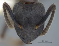 Camponotus megalonyx Wheeler, 1919 frontal