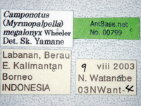 Camponotus megalonyx Wheeler, 1919 Label