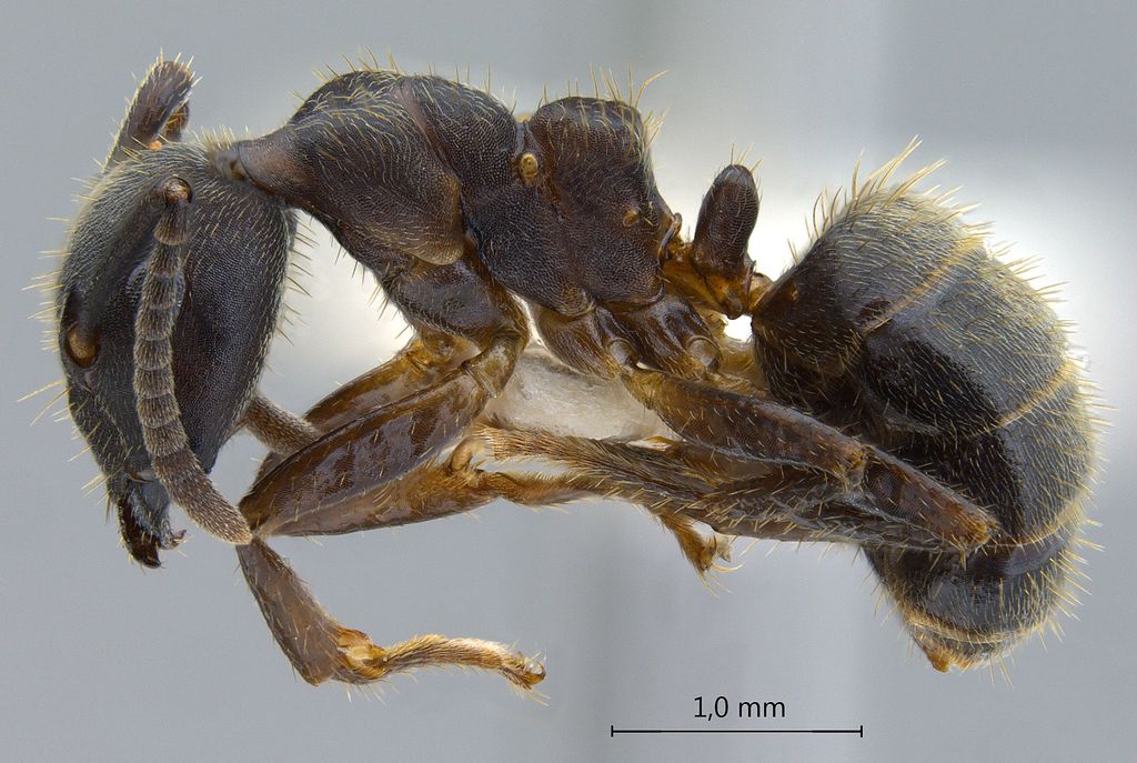 Foto Camponotus megalonyx Wheeler, 1919 lateral