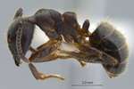 Camponotus megalonyx Wheeler, 1919 lateral