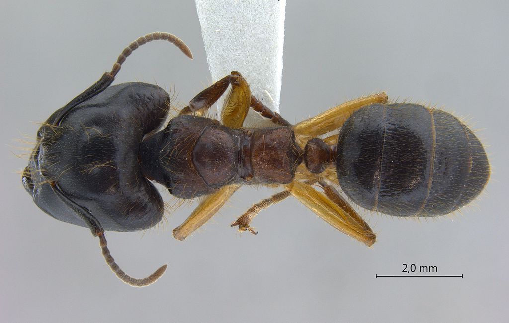 Foto Camponotus megalonyx Wheeler, 1919 dorsal