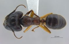 Camponotus megalonyx Wheeler, 1919 dorsal