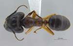 Camponotus megalonyx Wheeler, 1919 dorsal