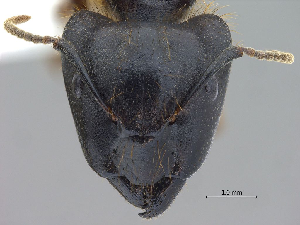 Foto Camponotus megalonyx Wheeler, 1919 frontal
