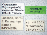 Camponotus megalonyx Wheeler, 1919 Label