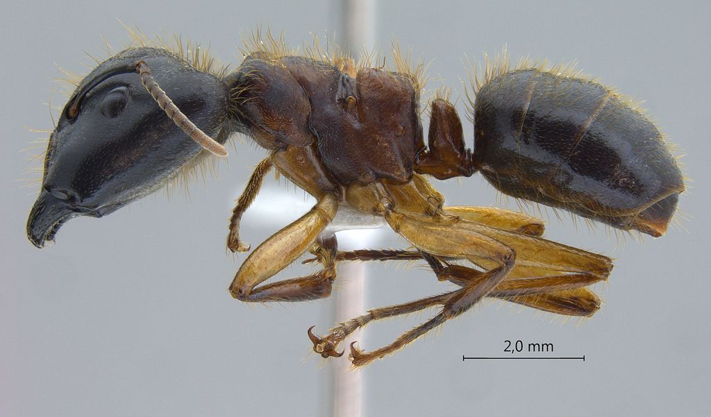 Foto Camponotus megalonyx Wheeler, 1919 lateral