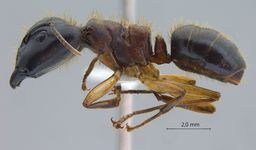 Camponotus megalonyx Wheeler, 1919 lateral