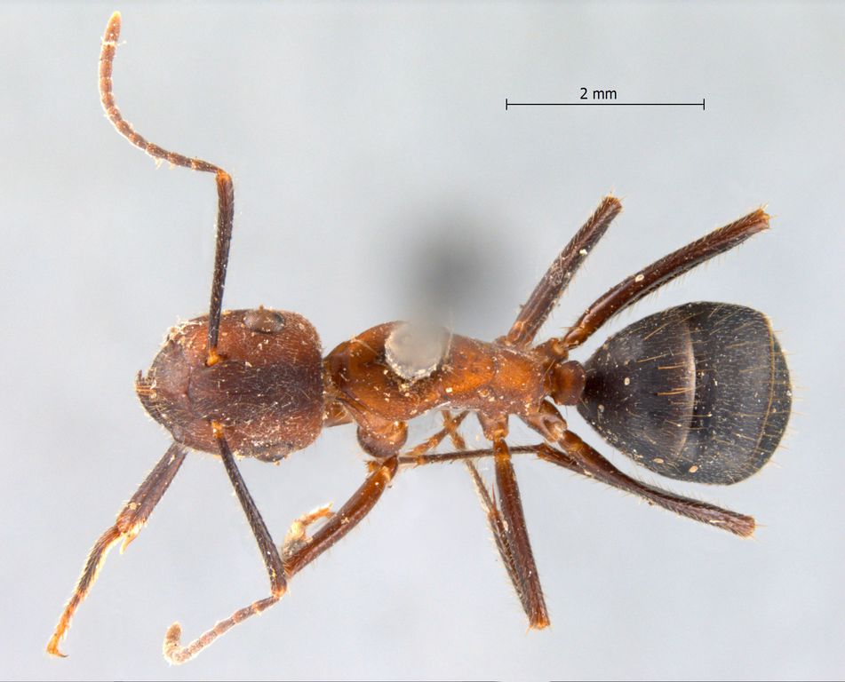 Foto Camponotus misturus Smith, 1857 dorsal