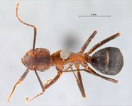 Camponotus misturus Smith, 1857 dorsal