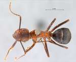 Camponotus misturus Smith, 1857 dorsal