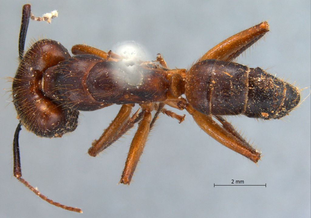 Foto Camponotus misturus fornaronis Forel, 1892 dorsal