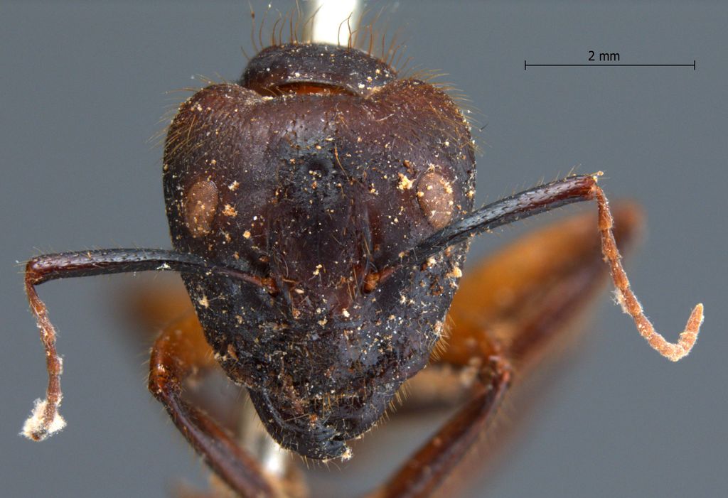 Foto Camponotus misturus fornaronis Forel, 1892 frontal